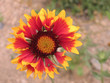 colorado flowers 9