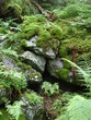 moss on stones