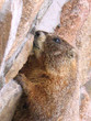yellow-bellied marmot 19