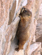 yellow-bellied marmot 16