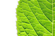 green spring leaf