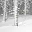 white forrest