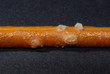 salzstange macro