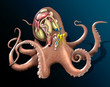 octopus octopus