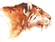 tiger, machajrodon, hoplophoneus, tiger, machajrodon, hoplophoneus,