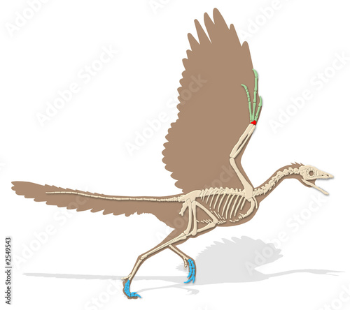 ancient bird - archaeopteryx lithographi ancient bird - archaeopteryx lithographi
