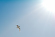 oiseau