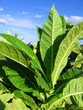 tobacco plantation