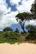 trees at turtle town trees at turtle town