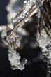 branch in ice