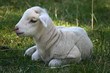 lamb