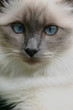 birman bleu aux yeux bleus birman bleu aux yeux bleus