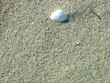 sand and shell