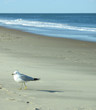 seagull on beach