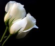 Photo en ligne au meilleur prix white roses