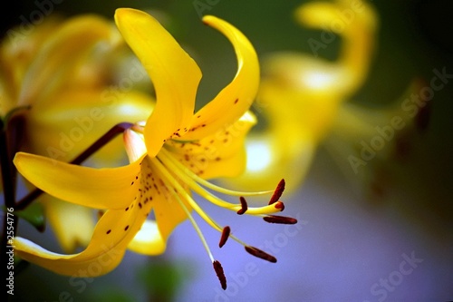 Photo: yellow lily yellow lily