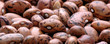 kidney  bean3