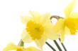  daffodil