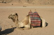 camel