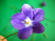 violet dew violet dew
