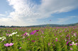 cosmos