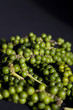 grappe de poivre vert thaï grappe de poivre vert thaï