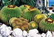 cacti