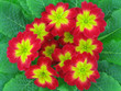 primula.