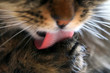 chat