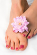 Foto: woman foot with flower chrysanthemum woman foot with flower chrysanthemum