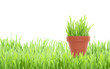 jardinage
