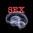 sex on the brain sex on the brain