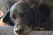 sleeping hound