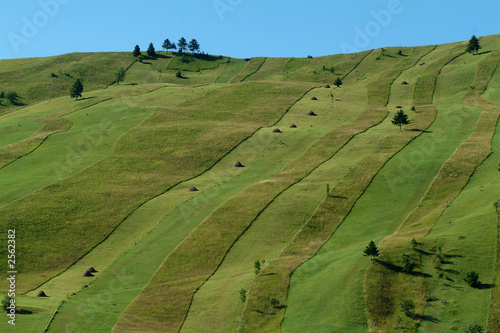 Foto: green field green field