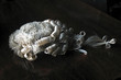 wig 1