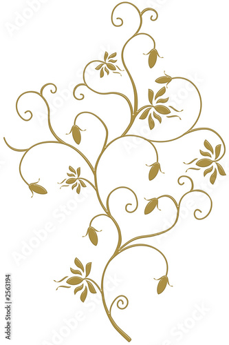 Illustration: tuncay, ivy, frame, creeper, vine, winder, common tuncay, ivy, frame, creeper, vine, winder, common