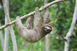 sloth in panama sloth in panama