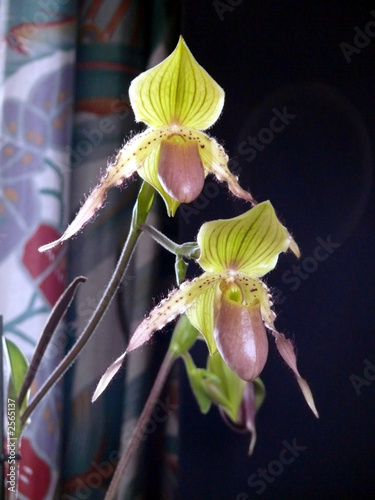 sabot de venus