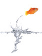 jumping goldfish jumping goldfish