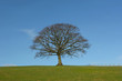 the winter oak