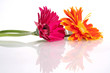 duo floral