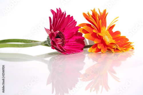 duo floral