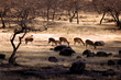 Foto: india, ranthambore: deers india, ranthambore: deers