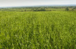 green field