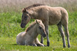 konik voles
