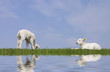 lambs