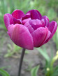 pink double tulip