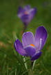 crocus