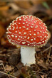 fly agaric