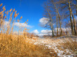 winter rush, poplars and skies